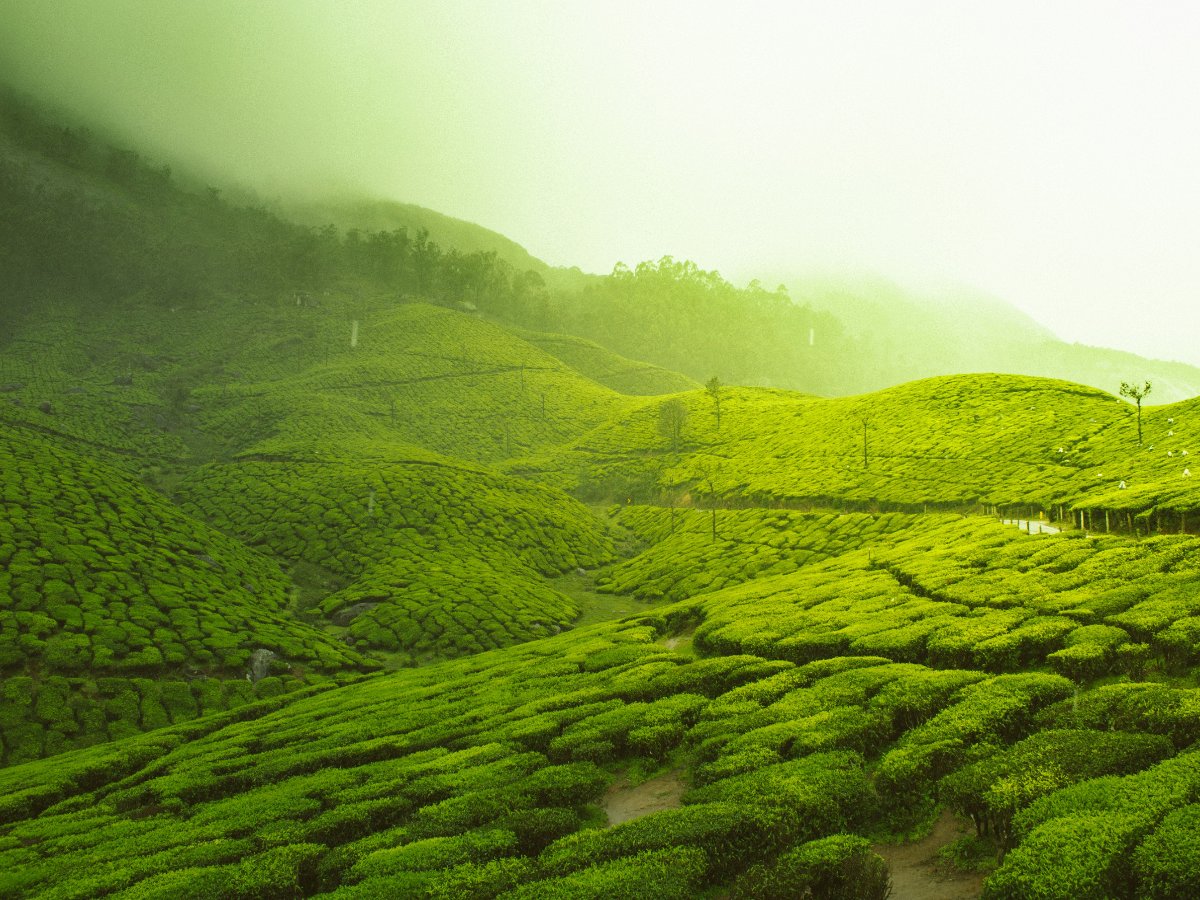 Lush green tea plantations and misty hills in Munnar, Kerala, India